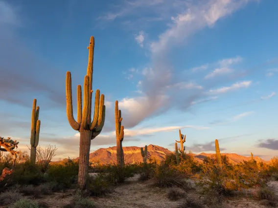 Saguaro cactus under a blue sky with some clouds