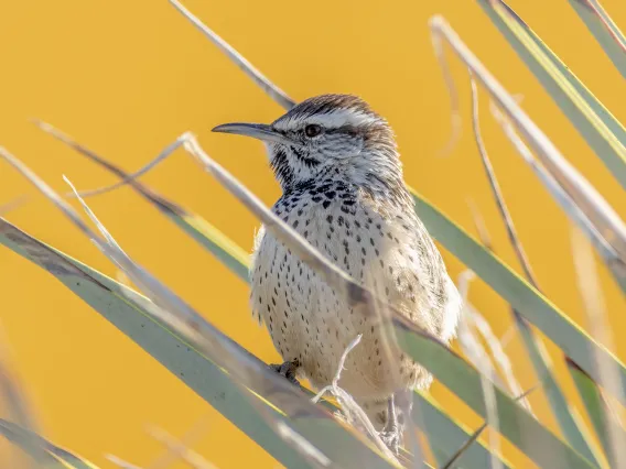 Cactus wren in aloe vera plant