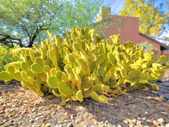 Bright yellow prickly pear cactus