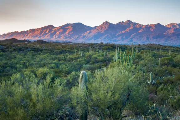View of Tucson with green vegetation and blue mountains in the background