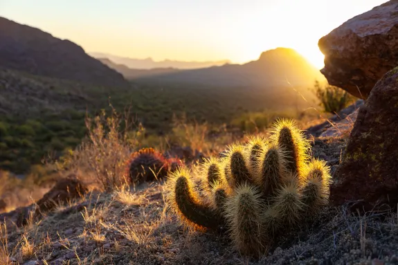 Barrel cactus with sun setting beyond it